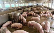 Giá heo hơi hôm nay 7.8.2026: Lùi về mức 60.000 đồng/kg
