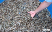 Vốn Hà Lan cho tôm miền Tây, tiền không thiếu nhưng cần 'chìa khóa'