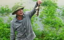 Nước lũ trắng đồng, người dân rủ nhau ra bờ đê bắt chuột