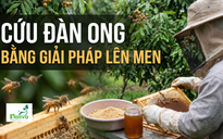 Cùng sống xanh 167: Đi lan tỏa giải pháp IMO phát hiện cách chữa tiêu chảy cho ong
