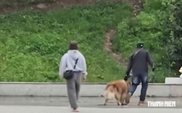 Công an làm rõ vụ đánh chó Alaska ở quảng trường Lâm Viên Đà Lạt