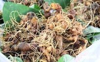 Mê trận sâm Ngọc Linh thật - giả: Làm sao biết đúng nguồn gốc?