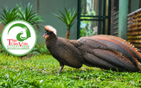 Ít ai biết vì sao chim trĩ sao xuất hiện trên logo Thảo Cầm Viên Sài Gòn