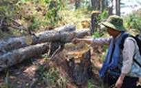 Hủy hoại rừng thông bằng chất độc