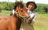 Nuôi ngựa trên độ cao 400 mét