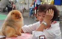 Cuộc thi chó đẹp 2012 ở TP.HCM