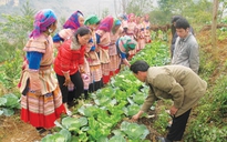 Áp dụng “khoán 10” cho đất rừng