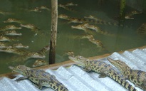 Nông dân bắt được cá sấu to