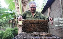 Nghề nuôi ong ở vùng biên