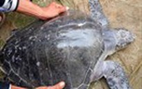 Rùa biển liên tiếp vào phá Tam Giang
