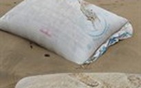 Chất 'lạ' trong các bao tải dạt vào biển Thanh Hóa là bã hạt cải dầu