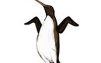 Tìm được chim cánh cụt to kỷ lục