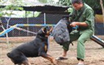 Nghề làm thân cho... chó cắn