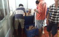 Phát hiện 21 tấn vỏ ruột heo nhập từ Trung Quốc thiếu chứng nhận vệ sinh, an toàn
