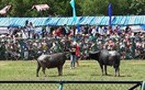 Lễ hội chọi trâu lần đầu tiên tại Bình Phước