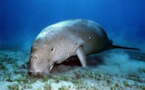 Bảo vệ dugong đảo Phú Quốc