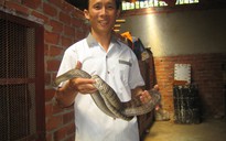 Cử nhân về quê nuôi rắn