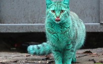 Con mèo màu xanh