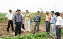 Đến vùng rau an toàn, gặp... rau bẩn
