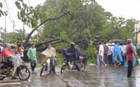 Cây đổ đè bẹp nhiều xe
