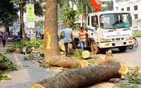 'Hà Nội mùa vắng những cây xanh'