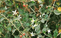 Có dùng cà gai leo chữa dị ứng được không?