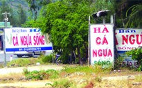 Thâm nhập thủ phủ cá ngựa