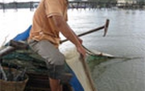 Săn lịch trên đầm Ô Loan
