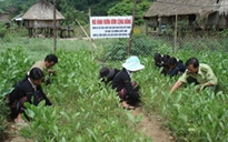 Vào rừng... trồng mây