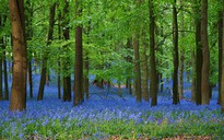 Mùa xuân ngắm hoa chuông xứ Ashridge