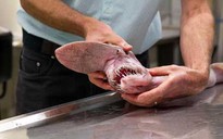 Bắt được cá mập yêu tinh ở Úc