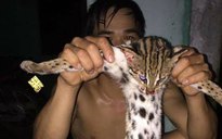 Sát hại mèo rừng quý hiếm rồi đăng lên Facebook