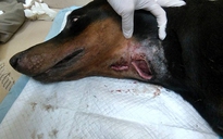 Chó Doberman bị đâm thủng cổ có dấu hiệu nhiễm trùng sau nhát dao chí mạng
