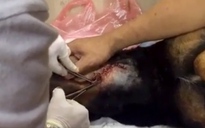 [VIDEO] Cận cảnh khâu vết thương cứu chó Doberman bị đâm thủng cổ