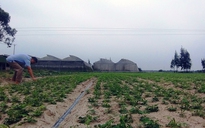 Chật vật dự án trồng rau sạch trên cát ở Hà Tĩnh