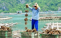 Hàng chục nghìn tấn hải sản vẫn nằm dưới biển do Covid-19, ngư dân Quảng Ninh lao đao