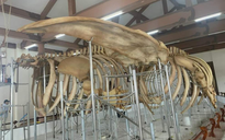 Bộ xương cá ông có niên đại gần 300 năm được phục dựng thành công