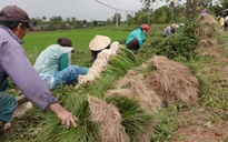 'Thủ phủ' củ kiệu Long Yên: Kiệu đất thịt pha cát, thơm nồng mùi Tết