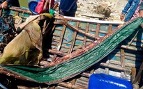 Quảng Ngãi: Tìm kiếm một ngư dân mất tích trên biển