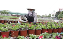 Người trồng hoa Sài Gòn chi hàng trăm triệu chăm kiểng bán Tết
