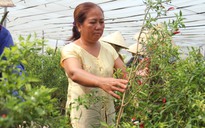 Bỏ thời trang, thành nữ đại gia nhờ trồng ớt theo công nghệ Israel ở Sài Gòn