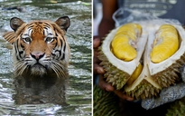 Hổ quý Malaysia lâm nguy vì Trung Quốc mê... sầu riêng