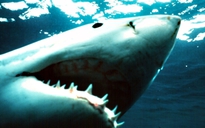 Du khách Anh bị cá mập cắn lìa chân ở Úc