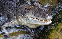 Nhân viên kiểm lâm Úc thoát chết nhờ chọc tay vào mắt cá sấu
