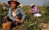 LHQ: một nửa dân số Myanmar có thể lâm vào nghèo khổ vào cuối năm
