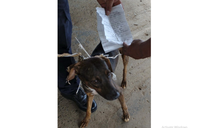 Hết mèo đến lượt chó bị bắt vì làm ‘giao liên’ trong tù