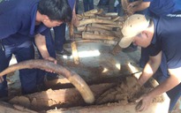 Thu giữ 700 kg ngà voi châu Phi giấu trong các khối gỗ xoan khoét rỗng