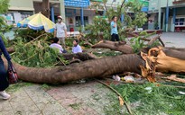 Rà soát cây xanh, công trình trường học để đảm bảo an toàn cho học sinh