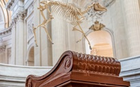 Tác phẩm bộ xương ngựa 'bay' trên mộ Hoàng đế Napoleon gây tranh cãi