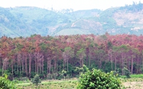 Không giữ được rừng, hàng loạt dự án đầu tư liên quan đến rừng bị thu hồi